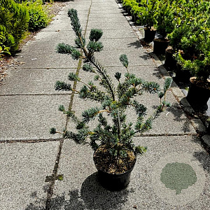 Pinus parv. 'Saphir' 70-80 cm 10L