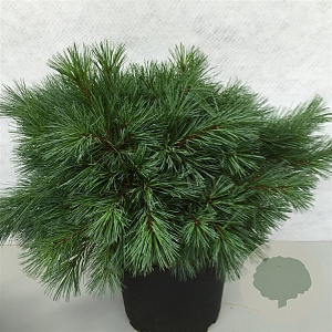 Pinus strobus 'Blue Shag' 40-50 cm 10L