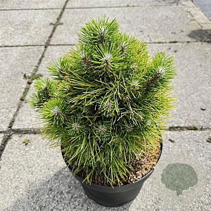 Pinus tabuliformis 'Shenyang' 30-40 cm 10L