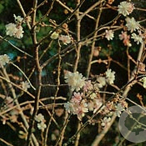 Prunus subh. 'Autumnalis Rosea' 12-14 HO container
