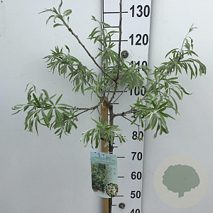 Pyrus salicifolia 'Pendula' 90 cm stam 7,5L