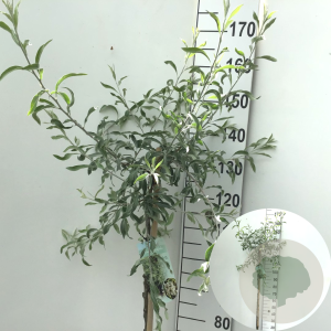 Pyrus salicifolia 'Pendula' 120 cm stam 7,5L