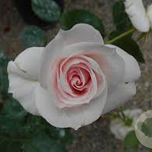 Rosa (H) Aspirin Rose GM C1.5 eigen wortel