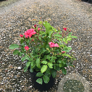 Rosa (P) Bad Birnbach GM C1.5 eigen wortel