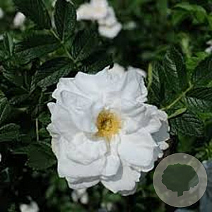 Rosa (R) 'Blanc Double de Coubert' GM C1.5 eigen wortel