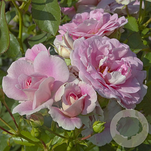 Rosa (H) Bonica 82 GM C1.5 eigen wortel