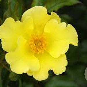 Rosa (H) Roland Garros GM C1.5 eigen wortel