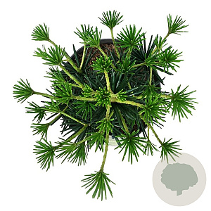 Sciadopitys vert. Green Diamond 30-40 cm 4,5L