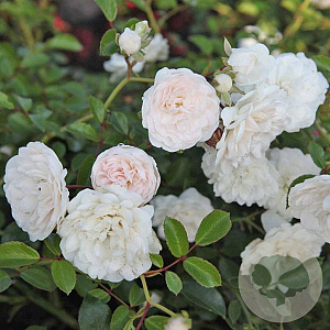 Rosa (H) 'Sea Foam' GM C1.5 eigen wortel
