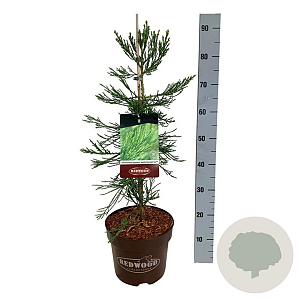 Sequoiadendron g. 'H. Mammoth Two' 60-80 cm P26