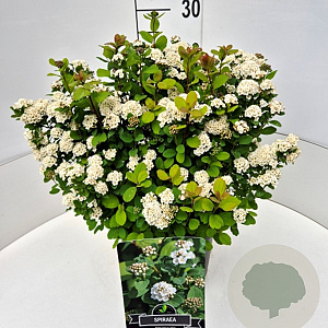 Spiraea betulifolia 'Tor' 30-40 cm 10L
