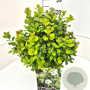 Spiraea betulifolia 'Tor' 30-40 cm 10L
