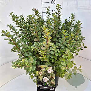 Spiraea betulifolia 'Tor' 40-60 cm 10L