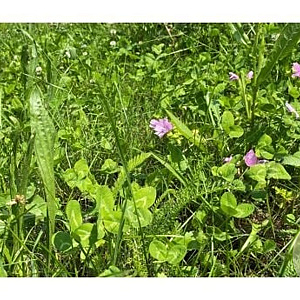 Staygreen 3 bijen & vlinders (alle gronden, 60-80 cm) Innogreen