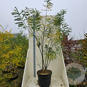 Styphnolobium japonicum 200-250 cm cont. 55L meerstammig