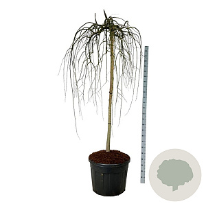 Styphnolobium j. 'Pendula' 180 cm stam cont. 130L extra