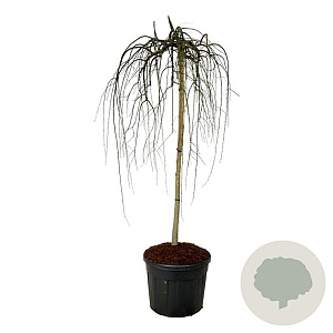 Styphnolobium j. 'Pendula' 180 cm stam cont. 130L extra