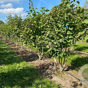 Syringa v. 'Katherine Havemeyer' 300-350 cm draadkluit struik