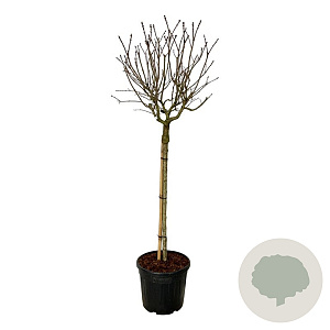 Syringa v. 'Katherine Havemeyer' 120 cm stam cont. 55L extra