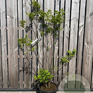 Tetradium daniellii 175-200 cm 45L solitair