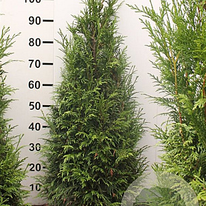 Thuja pl. 'Martin' 100-120 cm met kluit