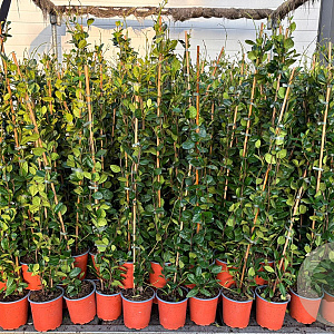 Trachelospermum jasminoides 100-120 cm 2,5L Gestokt