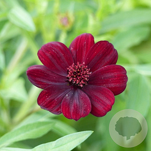Cosmea cherry chocolat  GM C3