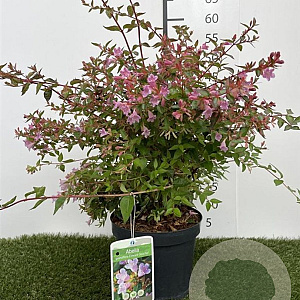 Abelia 'Edward Goucher' 25-30 cm 3,0L