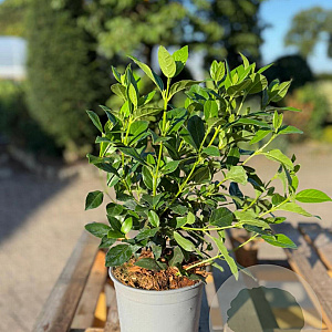 Viburnum tinus 30-40 cm 2,5L