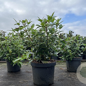 Viburnum tin. 'Eve Price' 30-40 cm 3,0L