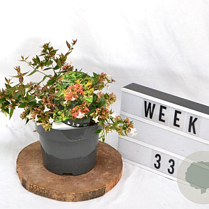 Abelia grandiflora 25-30 cm 3,0L