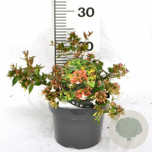 Abelia grandiflora 25-30 cm 3,0L