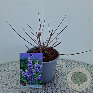 Vitex agnus-castus 15-20 cm 3,0L