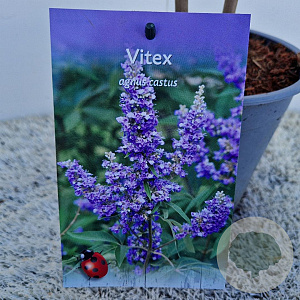 Vitex agnus-castus 30-40 cm 3,0L