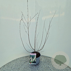 Vitex agnus-castus 'Albus' 40-50 cm 3,0L