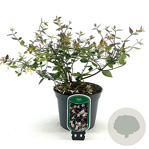 Abelia grandiflora 30-35 cm 2,0L