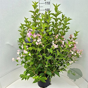 Weigela 'Rosea' 80-100 cm 10L