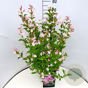 Weigela 'Rosea' 80-100 cm 10L