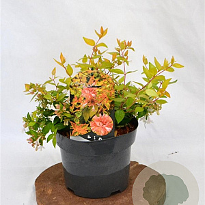 Abelia grandifl. 'Francis Mason' 25-30 cm 3,0L