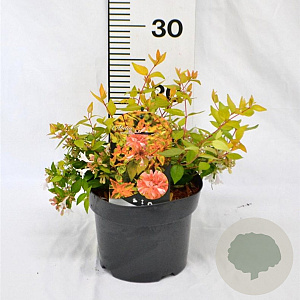 Abelia grandifl. 'Francis Mason' 25-30 cm 3,0L