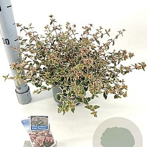 Abelia grandifl. Happy Daydream 25-30 cm 3,0L