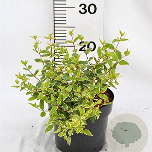 Abelia grandifl. Jelly Beans 25-30 cm 3,0L