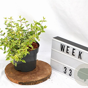 Abelia grandifl. Jelly Beans 25-30 cm 3,0L