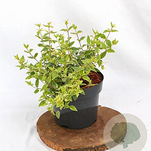 Abelia grandifl. Jelly Beans 25-30 cm 3,0L