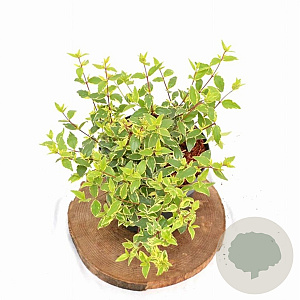 Abelia grandifl. Jelly Beans 25-30 cm 3,0L