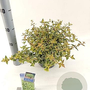 Abelia grandifl. Jelly Beans 25-30 cm 3,0L