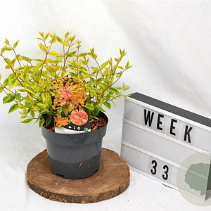 Abelia grandifl. 'Kaleidoscope' 25-30 cm 3,0L