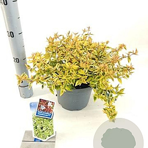 Abelia grandifl. 'Kaleidoscope' 25-30 cm 3,0L