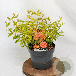 Abelia grandifl. 'Kaleidoscope' 25-30 cm 3,0L