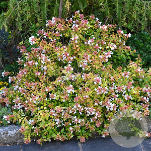 Abelia grandifl. 'Kaleidoscope' 80-100 cm 20L